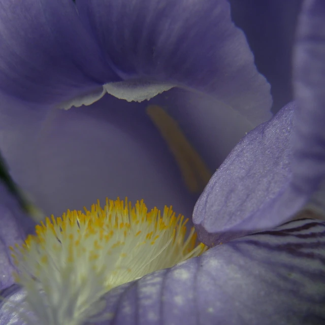 close up s of an iris flower with water droplets on it