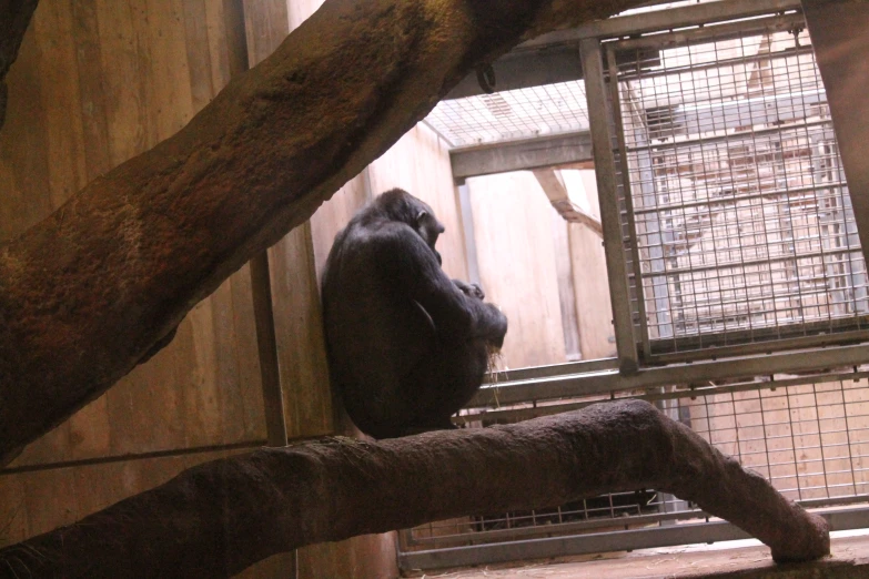 a monkey sitting on a wooden perch in a zoo enclosure