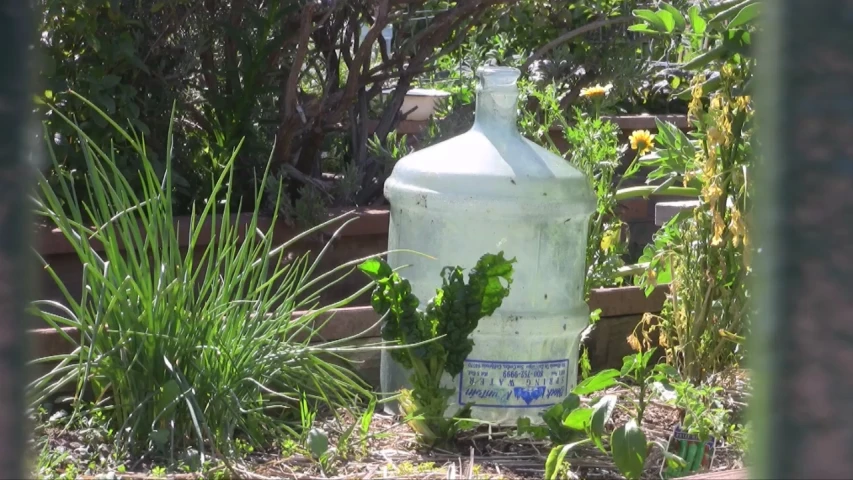 a white vase filled with plants in front of green plants