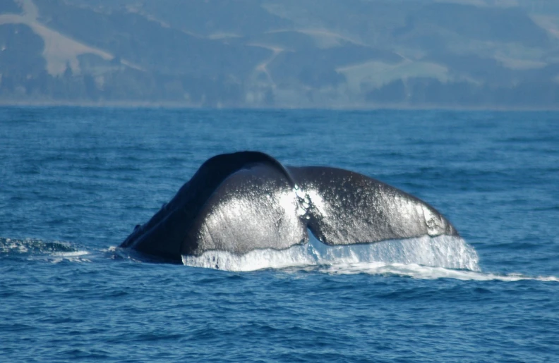 a close up of the tail of a whale while swimming on water