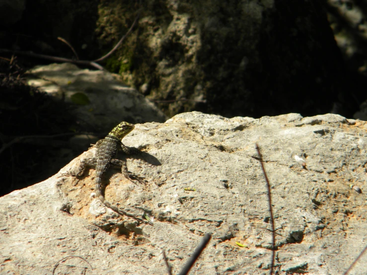 a lizard on a rock outside in the sunlight