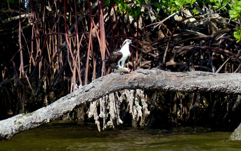 an exotic bird sits atop a piece of wood