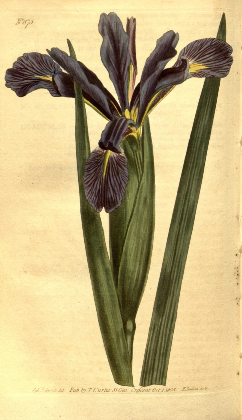 an old antique color illustration shows the budding of a purple iris