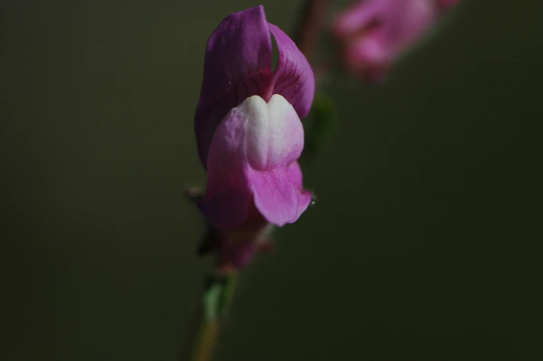 a pink flower sits in front of a black background