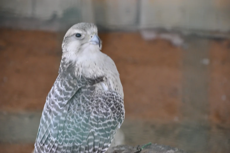 a bird is sitting in the sun