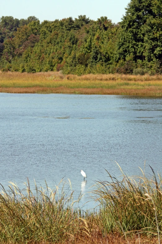 a large white bird flying over a river