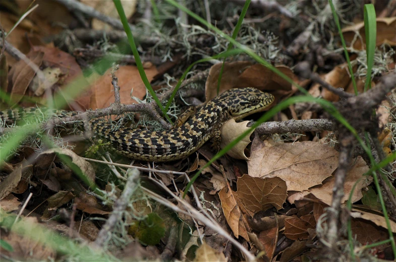 a rattle is standing on top of the grass