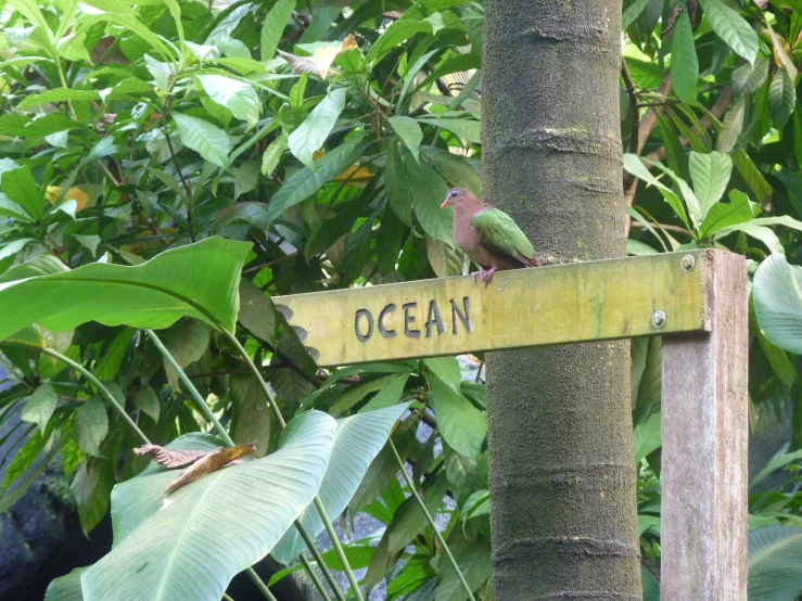 this sign marks the location of a tree that is in the jungle