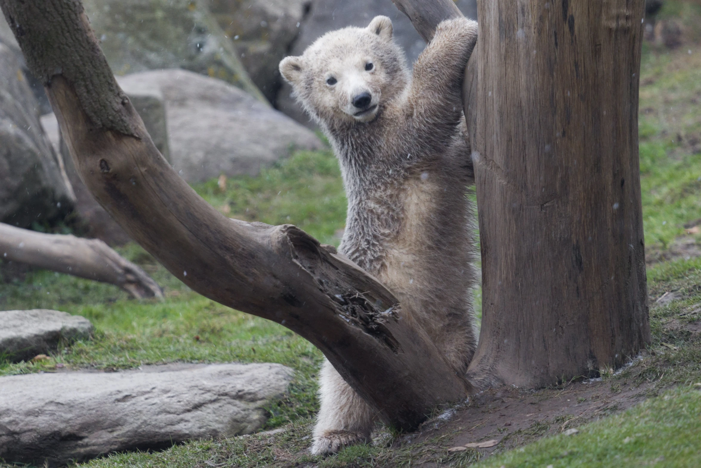 a white bear leans on an old dead tree