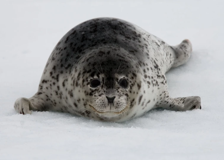 a grey seal laying in the snow on the ground