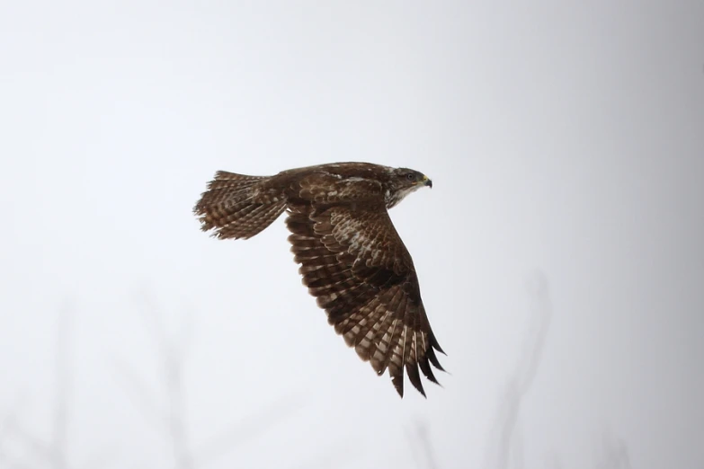 a hawk is flying against the white sky