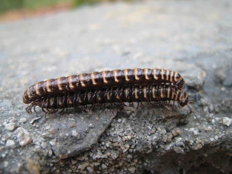 two black and brown caterpillars on a rock