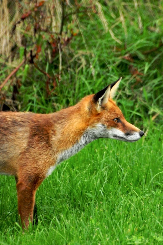 a brown fox standing on top of green grass