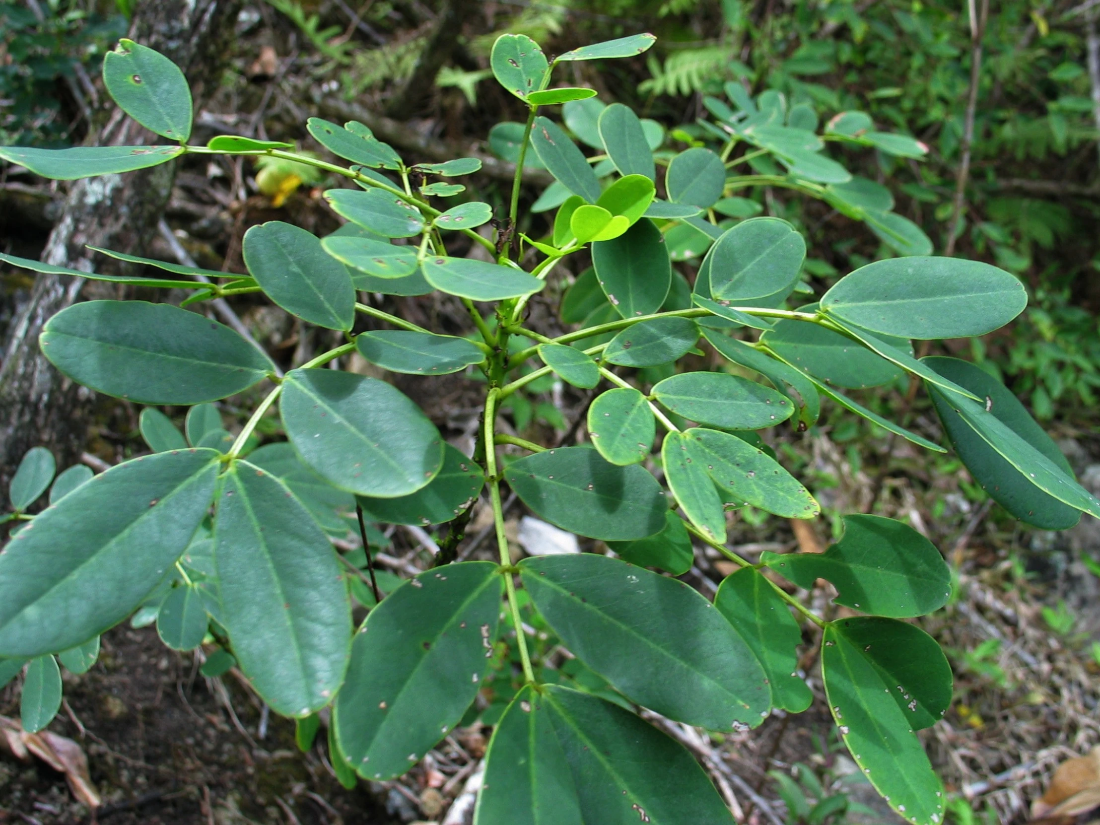 a small nch of a green tree with lots of leaves