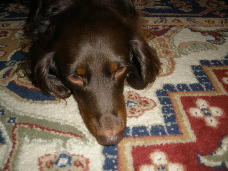 this is a close up po of a dog on the floor