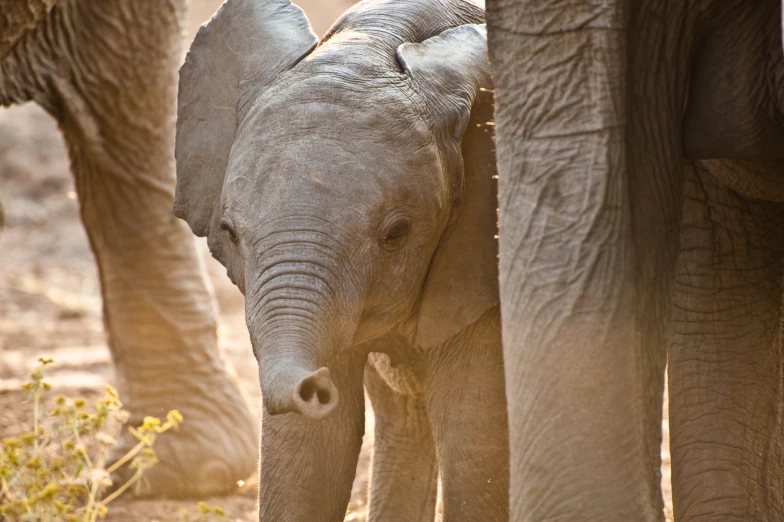 an adult elephant standing in front of a baby elephant