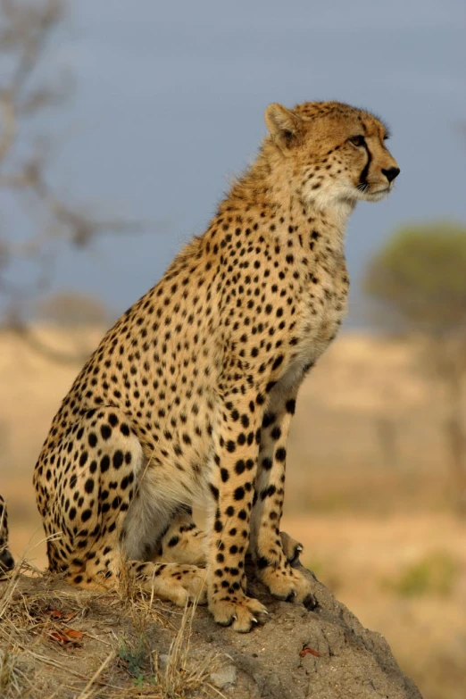 a cheetah is sitting on a rock looking towards the sky