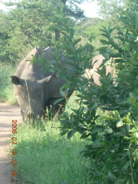 an elephant standing in the grass next to a road