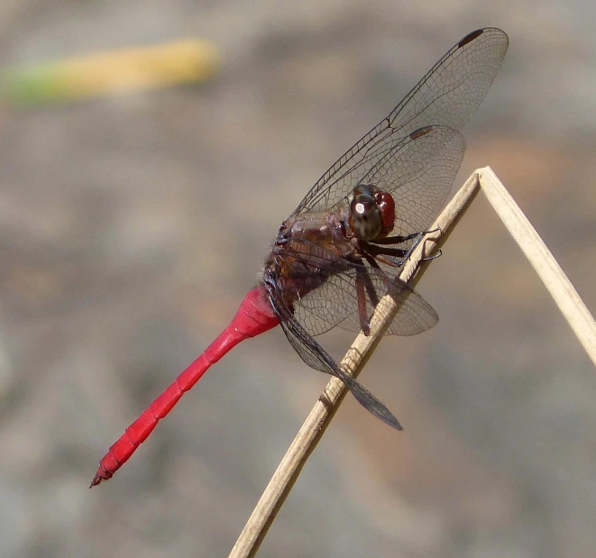 a dragonfly resting on top of a long thin plant stem