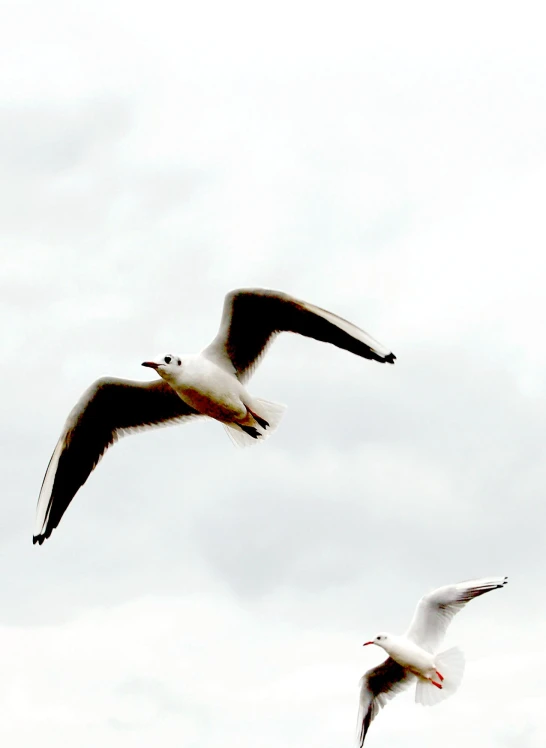 two seagulls are flying and looking for food