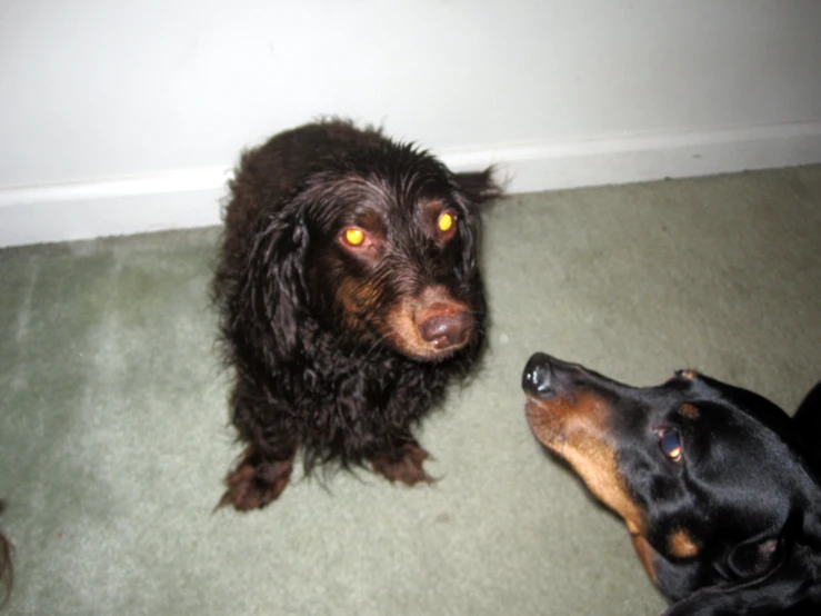 a small dog sits near a smaller dog on the floor