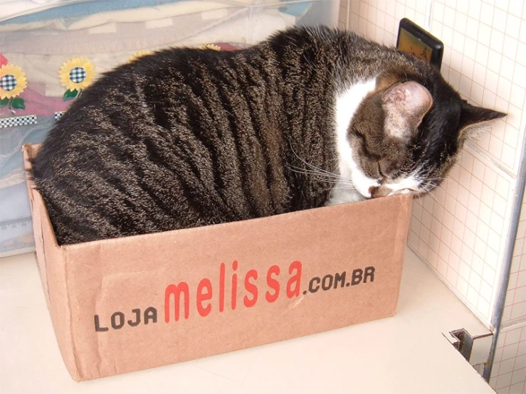 a cat laying on a box that has been opened