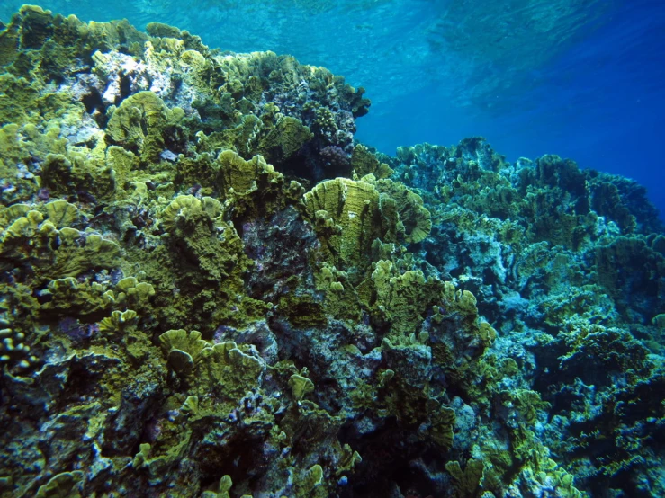 a po looking down on a coral reef