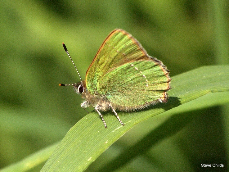 a yellow and brown erfly resting on a green leaf