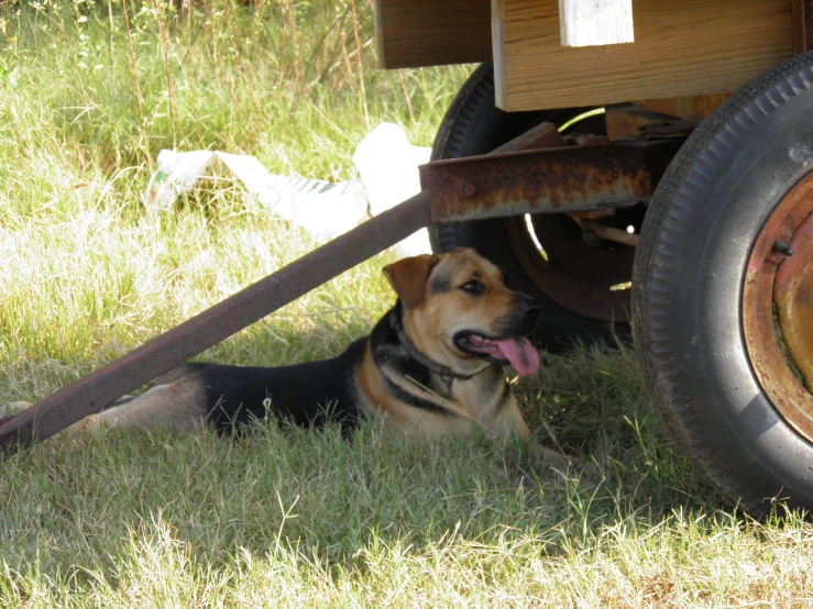 the dog is laying under the old style truck
