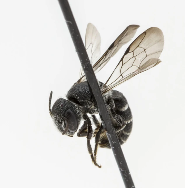 a large bee resting on top of a plant nch