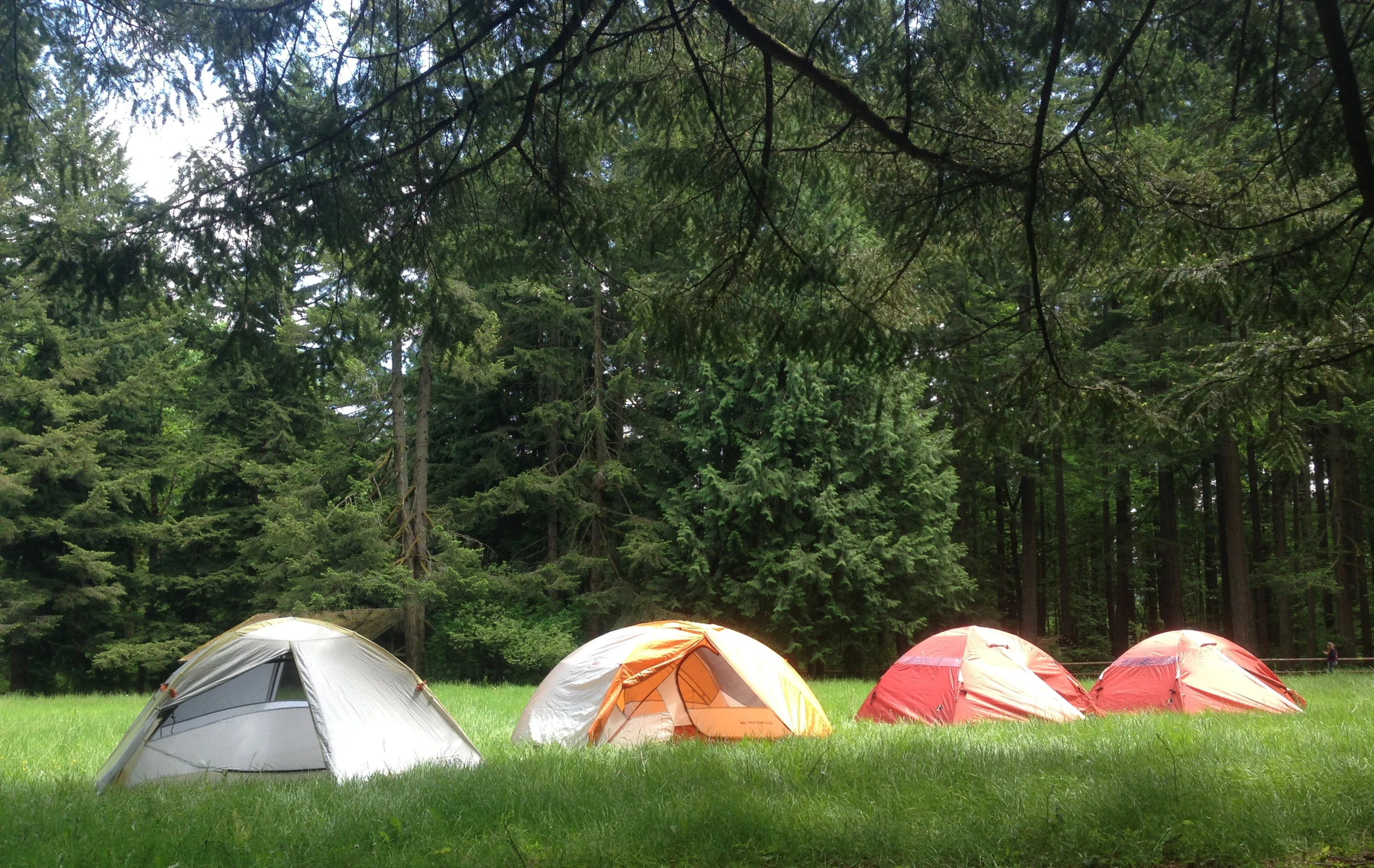 several tents in a field near trees