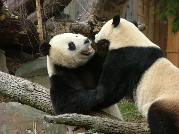 two pandas cuddle together with one being on the other side