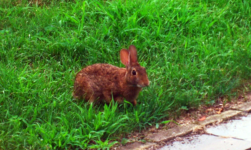 a brown rabbit sitting on top of green grass