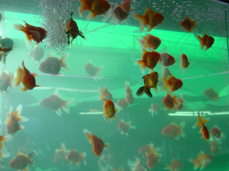 a bunch of little gold fish swimming around in a tank