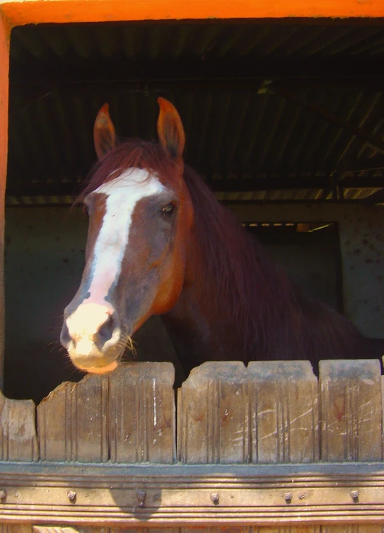 a brown horse sticking its head over a fence