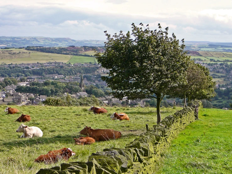 a herd of cows in a field with trees in the background