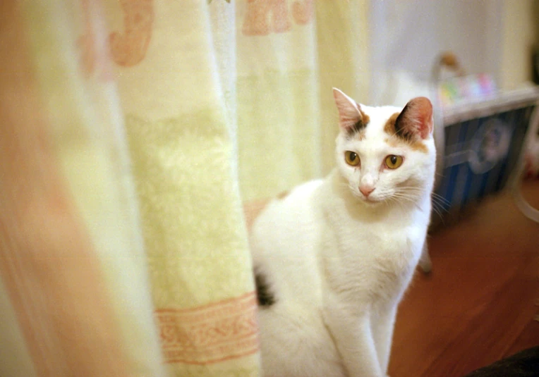 a cat sitting on a wooden table by a window