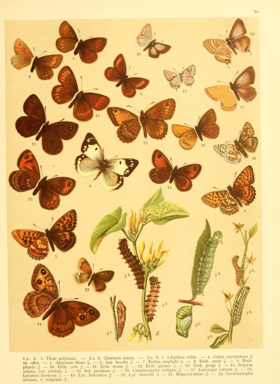 many erflies and plants are shown in this illustration