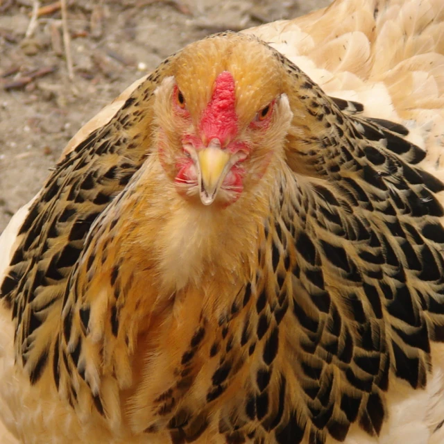 a very big chicken standing by itself in the dirt