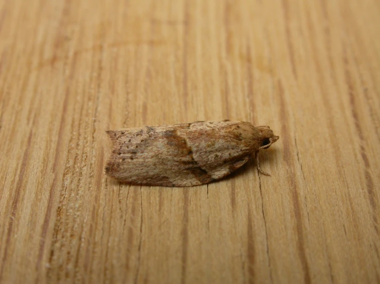 a dried up insect is sitting on a wooden table