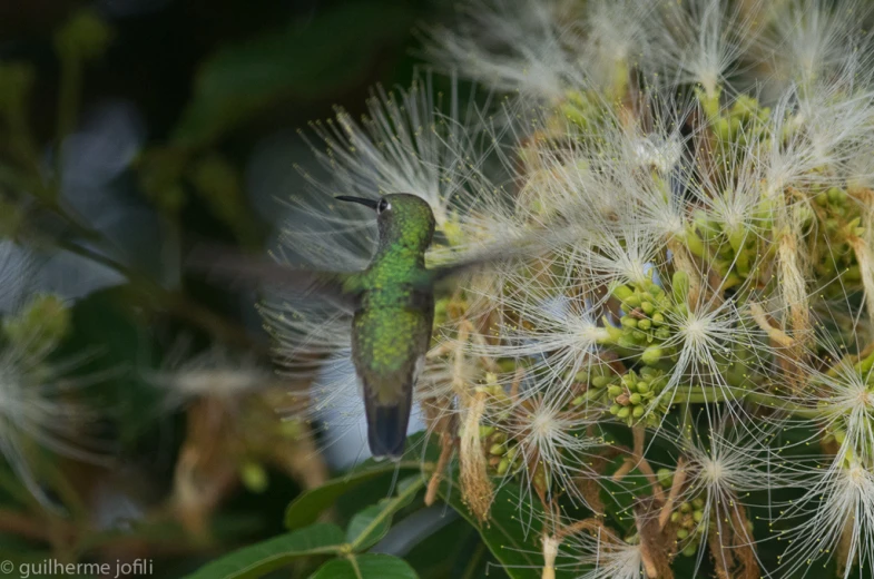 a hummingbird sitting on top of a tree filled with lots of white flowers