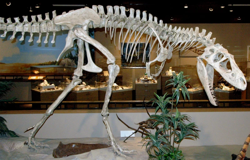 an animal skeleton with several specimens inside