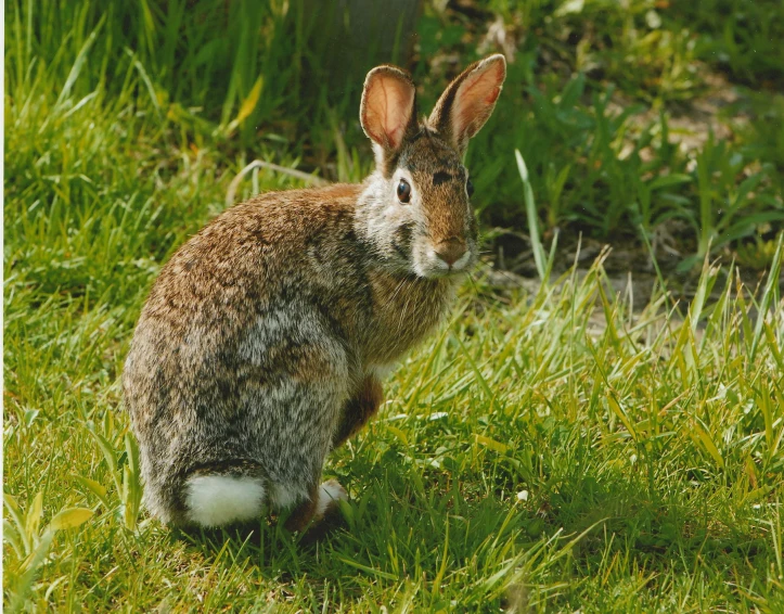 a rabbit sitting on top of grass on a hill