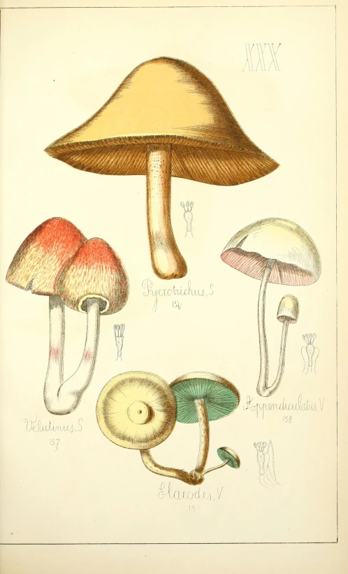 some drawing shows different types of mushrooms