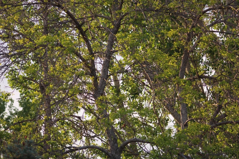 a small bird is sitting in the middle of trees