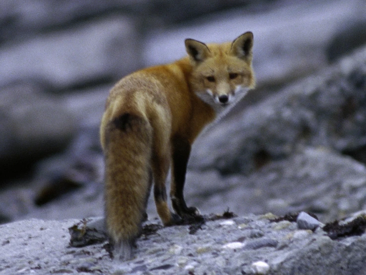a fox standing on top of a rock near some rocks