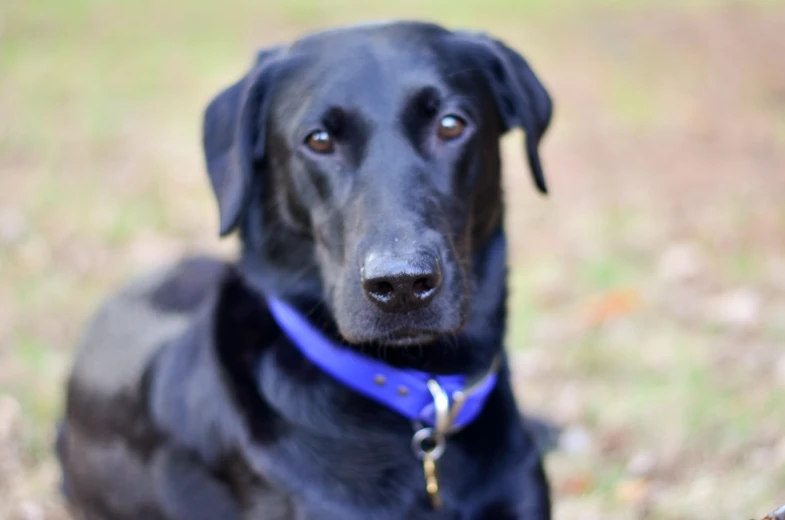 a black dog is sitting in the grass