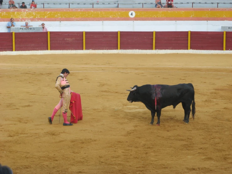 a man standing next to a bull while it is being judged