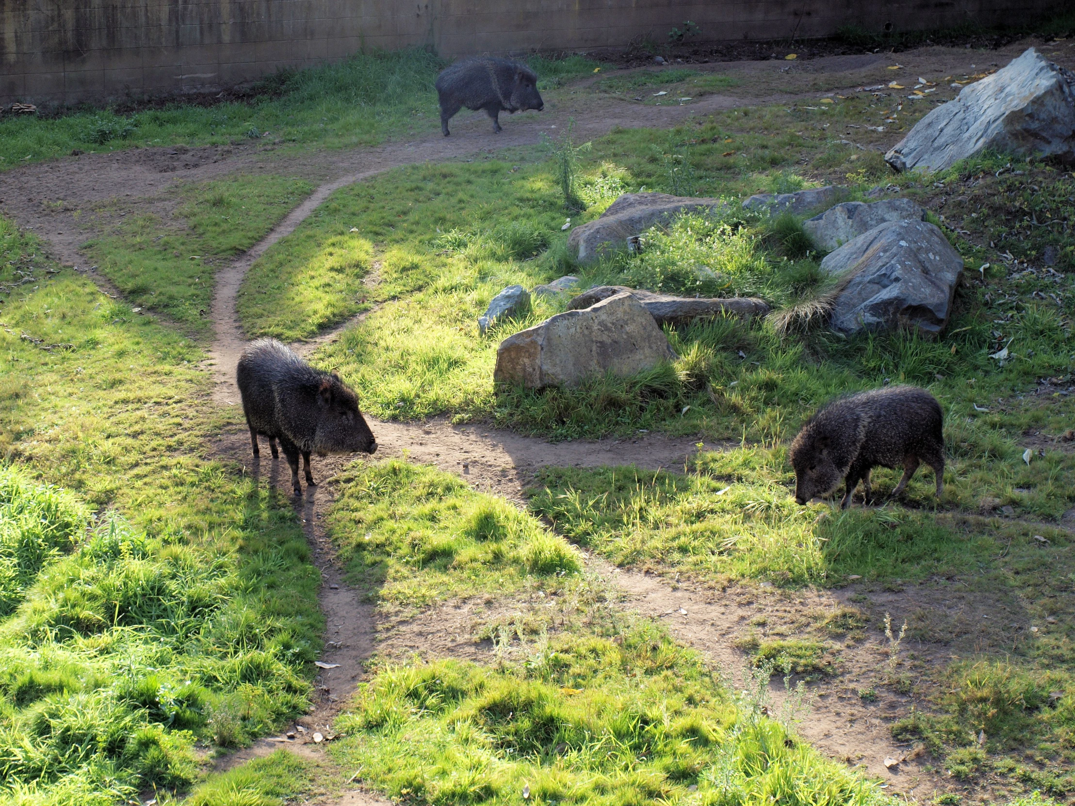 there are some animals standing on a path