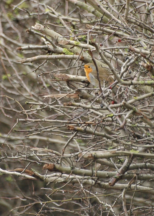 a yellow bird perched on a tree nch